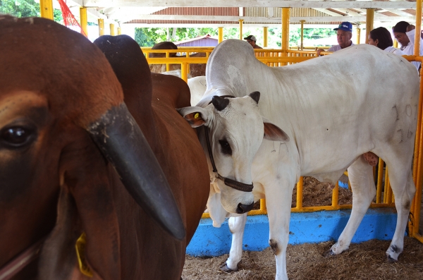 CEA participa en AGANI 2019 con su raza Nelore, únicos en RD